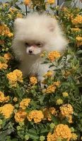Coconut white playful calm puppy, a female Pomeranian for sale in San Diego, CA – 5 of 6