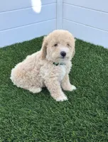 Loki G bichpoo, a male Poodle - Toy  and Bichpoo for sale in San Diego, CA – 8 of 9