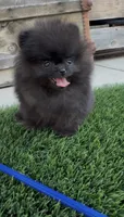 AKC tiny shadow boy, a male Pomeranian for sale in San Diego, CA – 6 of 9