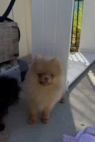 chocolate Hazel,DNA tested, ready to go home now, a female Pomeranian for sale in San Diego, CA – 6 of 9