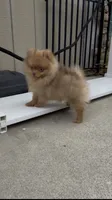 Unique Chocolate Merle girl DNA tested, a female Pomeranian for sale in San Diego, CA – 1 of 7