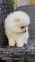  toy girl potty training , a female Pomeranian for sale in San Diego, CA – 9 of 10