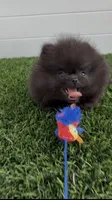 teddy bear face AKC full rights super tiny, a male Pomeranian for sale in San Diego, CA – 3 of 9