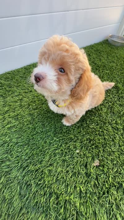 Happy 💛 Adorable Bichpoo Puppy | Designer Companion, a male Poodle - Toy  and Bichpoo for sale in San Diego, CA – 10 of 10