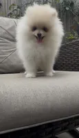 Baby Queen , a female Pomeranian for sale in San Diego, CA – 6 of 9