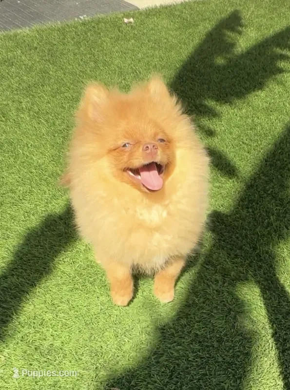 Baby brown happy curious hyper puppy – Pomeranian puppy for sale in San Diego, CA