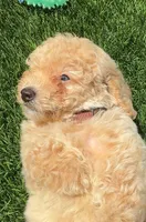 Grizzly 🤎 Adorable Bichpoo Puppy | Designer puppy, a male Poodle - Toy  and Bichpoo for sale in San Diego, CA – 3 of 10