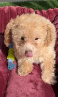Thor LB  HB ready to go home NOW!, a male Poodle - Toy  and Bichpoo for sale in San Diego, CA – 5 of 10