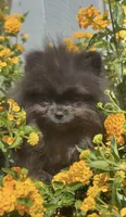 Shadow Micro Pomeranian Calm Pup, a male Pomeranian for sale in San Diego, CA – 2 of 6