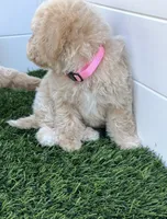 Lily P, a female Poodle - Toy  and Bichpoo for sale in San Diego, CA – 8 of 8