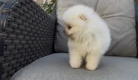 super small toy girl potty training , a female Pomeranian for sale in San Diego, CA – 5 of 8