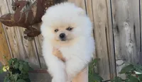 Tiny princess girl, a female Pomeranian for sale in San Diego, CA – Photo 5 of 10