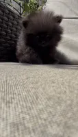 baby boy super tiny, a male Pomeranian for sale in San Diego, CA – 5 of 10