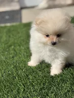 tiny AKC Princess, a female Pomeranian for sale in San Diego, CA – Photo 5 of 10