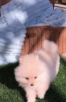 tiny AKC Princess, a female Pomeranian for sale in San Diego, CA – Photo 7 of 10