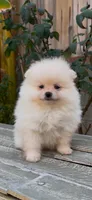tiny AKC Princess, a female Pomeranian for sale in San Diego, CA – Photo 3 of 10