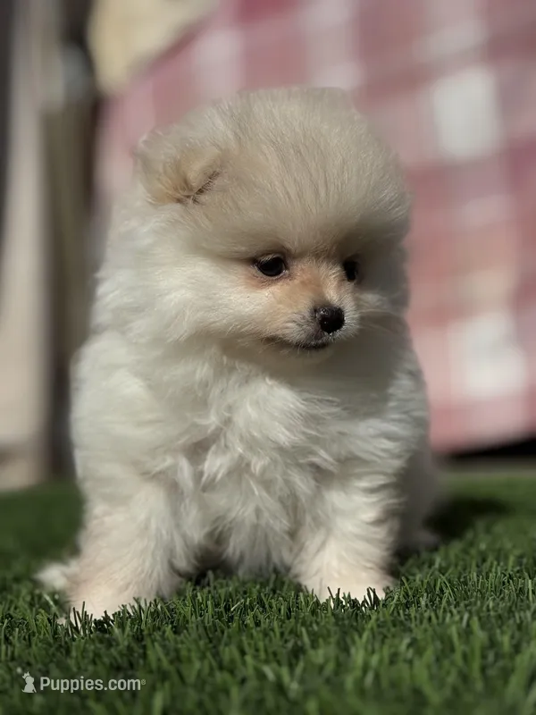 tiny AKC Princess, a female Pomeranian for sale in San Diego, CA – Photo 1 of 10