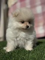 tiny AKC Princess, a female Pomeranian for sale in San Diego, CA – Photo 1 of 10