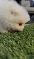Polar bear, a male Pomeranian for sale in San Diego, CA – Photo 3 of 9