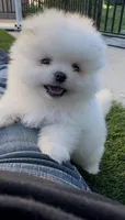 Polar bear, a male Pomeranian for sale in San Diego, CA – Photo 2 of 9