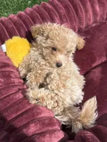 Angel ❤️ Adorable doodle Puppy Ready to go home now , a male Poodle - Toy  for sale in San Diego, CA – 9 of 10