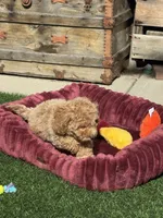 Miko 💙 Adorable Puppy | ready to go home now, a male Bichpoo for sale in San Diego, CA – 10 of 10