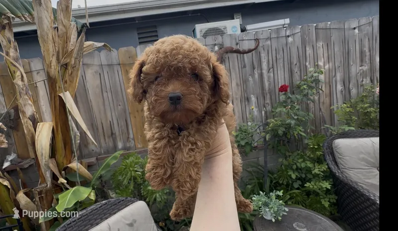 AKC toy princess ready to go home  – Poodle - Toy  puppy for sale in San Diego, CA