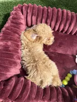 Champ baby boy, a male Poodle - Toy  and Bichpoo for sale in San Diego, CA – 9 of 10