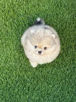 🐻 Tiny Teddy Bear Pomeranian Boy | Sweet & Cuddly, a male Pomeranian for sale in San Diego, CA – 2 of 9
