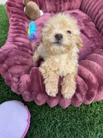 Daisy ready to go home NOW!, a female Poodle - Toy  for sale in San Diego, CA – 4 of 10