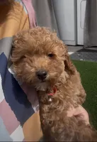 Rose ready to go home Now!!, a female Bichon Frise and Poodle - Toy  for sale in San Diego, CA – Photo 5 of 7