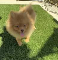 Baby brown happy curious hyper puppy, a female Pomeranian for sale in San Diego, CA – 4 of 8