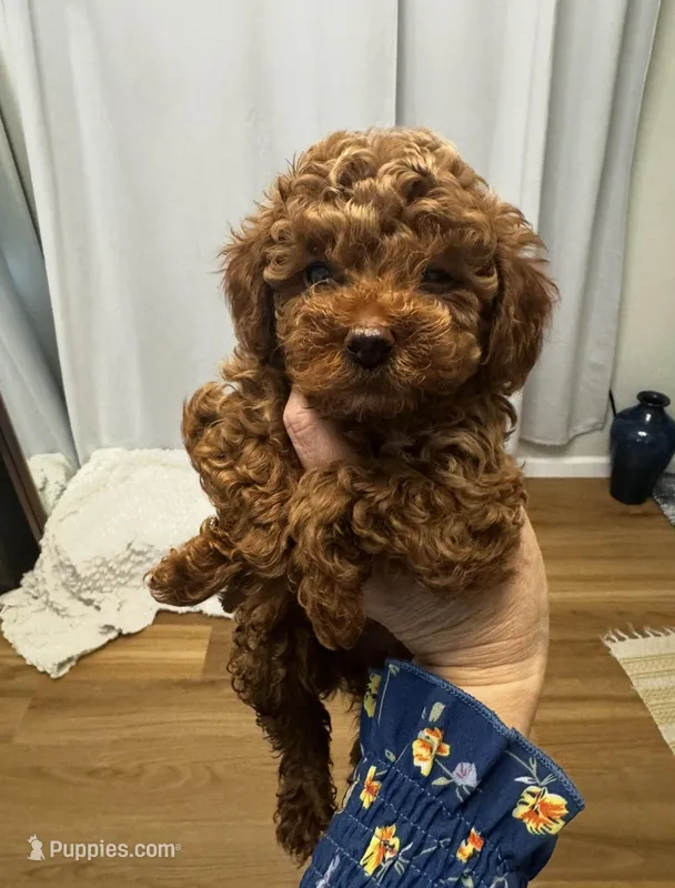 AKC Baby blue boy – Poodle - Toy  puppy for sale in San Diego, CA