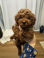 AKC Baby blue boy, a male Poodle - Toy  for sale in San Diego, CA – Photo 1 of 10