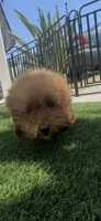 happy girl, a female Poodle - Toy  and Bichpoo for sale in San Diego, CA – 9 of 9