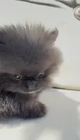 baby boy super tiny, a male Pomeranian for sale in San Diego, CA – 2 of 10