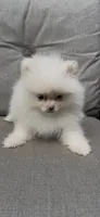 AKC happy baby girl  ready now DNA tested , a female Pomeranian for sale in San Diego, CA – 3 of 7