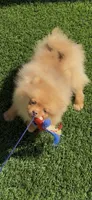 chocolate Hazel,DNA tested, ready to go home now, a female Pomeranian for sale in San Diego, CA – 2 of 9