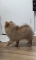 Hazel fluffy happy active puppy , a female Pomeranian for sale in San Diego, CA – 2 of 10