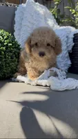 Mother's day Special! Gary baby boy , a female Poodle - Toy  and Bichpoo for sale in San Diego, CA – Photo 1 of 9