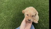 Mother's day Special! Gary baby boy , a female Poodle - Toy  and Bichpoo for sale in San Diego, CA – Photo 8 of 9