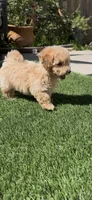 Mother's day Special! Gary baby boy , a female Poodle - Toy  and Bichpoo for sale in San Diego, CA – Photo 5 of 9