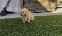 Mother's day Special! Gary baby boy , a female Poodle - Toy  and Bichpoo for sale in San Diego, CA – Photo 7 of 9