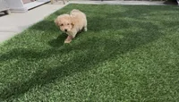 Mother's day Special! Gary baby boy , a female Poodle - Toy  and Bichpoo for sale in San Diego, CA – Photo 9 of 9