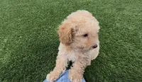 Mother's day Special! Gary baby boy , a female Poodle - Toy  and Bichpoo for sale in San Diego, CA – Photo 3 of 9