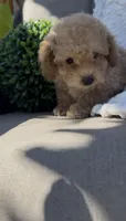 Mother's day Special! Gary baby boy , a female Poodle - Toy  and Bichpoo for sale in San Diego, CA – Photo 2 of 9
