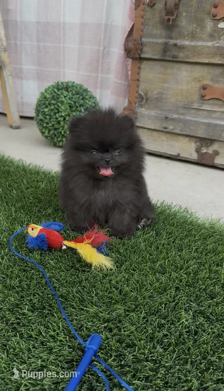 Raven   AKC  full rights, ready to go home – Pomeranian puppy for sale in San Diego, CA