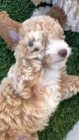 Happy 💛 Adorable Bichpoo Puppy | Designer Companion, a male Poodle - Toy  and Bichpoo for sale in San Diego, CA – 3 of 10
