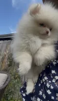 happy baby girl  ready now DNA tested , a female Pomeranian for sale in San Diego, CA – 7 of 10