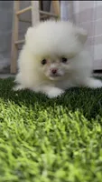Snow white girl, a male Pomeranian for sale in San Diego, CA – 2 of 6